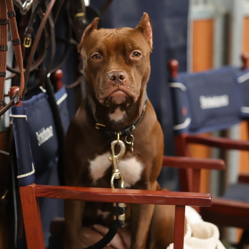 10 августа — выставка собак