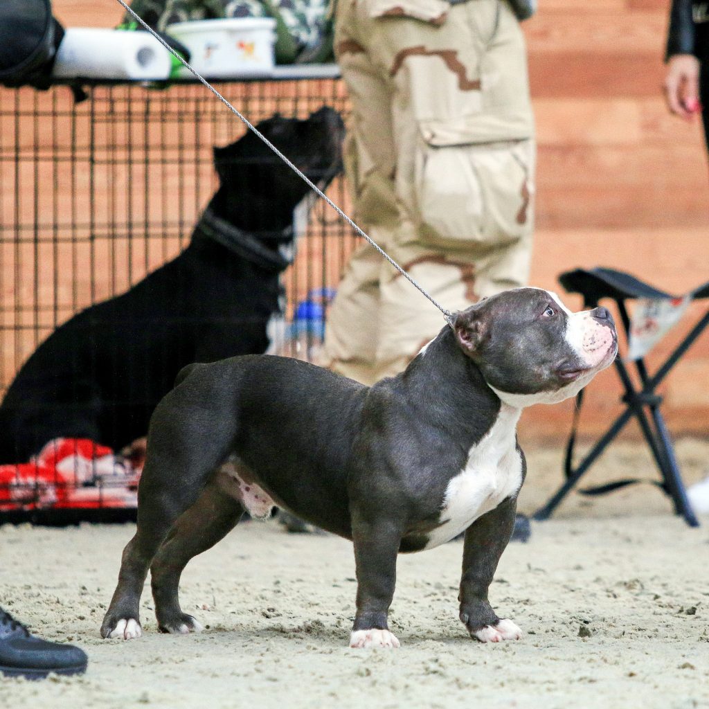 15-16 февраля — Dog-friendly выходные!